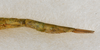 CollectionObject 1558999; 02de1d93-33bd-45d2-abd0-1240ed2f5f95: copyright USNM, Washington. female: end of abdomen, lateral view (holotype). (CollectionObject).