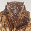 Head: !! display not done !! on Bothriocera maculata Caldwell, 1943: (Observation).