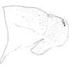 Pygofer, lateral view on Arboridia (Arboridia) cincta Song & Li, 2015: (Observation).