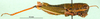 CollectionObject 1502829; 6288b93a-b5a5-4439-bfa1-7bc74091ccd7: male, lateral view. (CollectionObject).