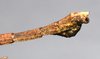 CollectionObject 1581333; 1b309cc3-7a89-44be-9d58-f8ad87540c99: copyright ZRC Singapore. male: end of abdomen, lateral view (paratype). (CollectionObject).