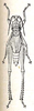 Apoboleus ludius (Karsch, 1896): Fig. 30. male, dorsal view (body length 21 mm, pronotum 6 mm). (Otu).