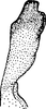 Stylus on Athysanella (Gladionura) hyperoche Hamilton, 2002: Stylus. (Observation).