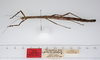 CollectionObject 1579438; d5dcd375-4f81-48ac-afd7-915c218c98b8: copyright ZMUH, Hamburg. female, lateral view (syntype). (CollectionObject).