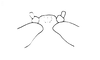Megacephalacris pugnax pugnax (Gerstaecker, 1873): Fig. 66. male fastigium, dorsal view. (Otu).