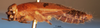 CollectionObject 1505323; 1533ef7f-b5a2-403a-bba1-aec86a637122: male, lateral view (holotype). (CollectionObject).