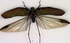 CollectionObject 1500601; eca864f1-ada4-4f96-b300-61a4c59c7ac5, DORSA BTtetfenHTM: male, dorsal view (holotype). (CollectionObject).