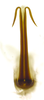Aedeagus, posterior view on Caetana pulchra Domahovski, Gonçalves, Takiya & Cavichioli, 2019: Male holotype [DZUP]: aedeagus, posterior view. (Observation).