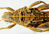 CollectionObject 1498670; bddef776-7ce5-4137-86d1-7f64c0a23ca4: female pronotum, dorsal view. (CollectionObject).