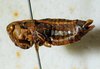 CollectionObject 1498701; f3c2b604-a8b0-4e3b-98ea-d4905aaa5248: female, lateral view. (CollectionObject).