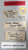 CollectionObject 1573936; 140ac877-b84f-435a-b9e6-9823e8d3a7ff: labels (paratype of Tanita obesa). (CollectionObject).