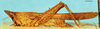 CollectionObject 1505207; 79de3ce9-7585-41e6-8c6d-e8f50fcda6a1: male, lateral view. (CollectionObject).