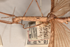 CollectionObject 1558938; 6105b0e8-f12f-4716-b106-0999b90f2af6: copyright OUMNH. female: head & thorax, lateral view of Necroscia styligera (holotype). (CollectionObject).