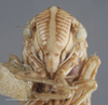 Head: !! display not done !! on Ciminius hartii (Ball, 1900): Head/Face. Female, Light colored specimen. (Observation).
