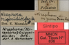 CollectionObject 1535068; 52fca1d3-34ed-446b-9a5a-733dac490723: labels (syntype). (CollectionObject).