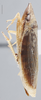 Habitus, lateral view on Draeculacephala antica (Walker, 1851): Lateral. Brown color variation. (Observation).