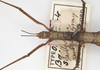 CollectionObject 1560692; 5e9dcdef-0a1d-4b44-afb2-d83916b4a61c: copyright UMO. female: head and thorax (holotype). (CollectionObject).