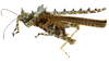CollectionObject 1591537; a0efe7d9-5610-4f28-a2c6-e78c6982353f: female, lateral view. (CollectionObject).
