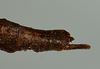 CollectionObject 1562883; 07a05f10-9ddd-49bc-b48d-3ab79eddfc10: copyright USNM, Washington. (CollectionObject).