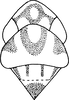 Head: Head, pro-, and mesothorax. (Observation).