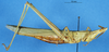 CollectionObject 1507249; 92b17c1c-cc8b-4985-ba9a-9c2a7123117a: female, lateral view (paratype of Acrida curta). (CollectionObject).