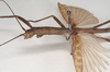 CollectionObject 1559139; 18de9399-c13d-434a-a238-42a9dc227728: copyright Natural History Museum, London. female: head and thorax, lateral view (syntype). (CollectionObject).;CollectionObject 1559140; 72b1980c-941b-4f93-8ee5-e9ed0faa7475: copyright Natural History Museum, London. female: head and thorax, lateral view (syntype). (CollectionObject).