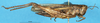CollectionObject 1580241; b14ade31-359f-4638-93dd-b10ad014df79: female, lateral view (paralectotype). (CollectionObject).