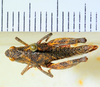 CollectionObject 1526831; ba5055e5-ad07-4767-82f5-fff6f40a7b42: female, dorsal view (paratype). (CollectionObject).