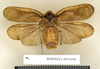 CollectionObject 1572892; ec59d224-8785-434b-a3cd-5a8f6016dade: Copyright Natural History Museum, London. Non-type (adult male) in BM(NH). Dorsal view. (CollectionObject).
