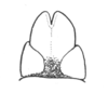 Ceuthophilus (Geotettix) occultus Scudder, 1894: Fig. 772. male subgenital plate. (Otu).