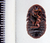 Derocalymma costata Rehn, 1933: Photo taken by Heidi Hopkins. (Otu).