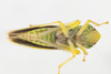 Live specimen on Draeculacephala noveboracensis (Fitch, 1851): (Observation).