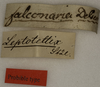 CollectionObject 1529680; 4eda497e-7de8-4ce5-9701-1a21d5ece483: labels (holotype). (CollectionObject).