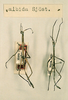 CollectionObject 1557898; 21e169b3-49ed-4f59-8b54-daff36d858d9: copyright NHRS, Stockholm. male (syntypes). (CollectionObject).