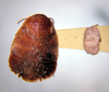Simblerastes jamaicanus Rehn & Hebard, 1927: Photo by Heidi Hopkins. dorsal habitus. (Otu).