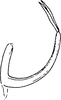 Aedeagus, lateral view on Dryadomorpha pallida Kirkaldy, 1906: Aedeagus, lateral view. (Observation).