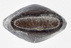 Isagoras asperus (Bellanger & Conle, 2013): copyright Philippe Lelong. egg, operculum. (Otu).