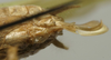 CollectionObject 1535916; f6c7ff0c-74bc-4909-bf0d-268cb19451df: female subgenital plate (syntype). (CollectionObject).