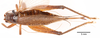 CollectionObject 1523681; 81694062-b2b5-4d88-8082-d8b49849267e, ANSP1114: female, dorsal view (holotype). (CollectionObject).