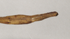 CollectionObject 1557945; 82488c0f-5e00-477b-9c3f-05536d232a06: copyright Natural History Museum, London. female: end of abdomen, dorsal view (paratype). (CollectionObject).;CollectionObject 1557946; c99e70f7-516a-4c8c-9245-478afe0d9f52: copyright Natural History Museum, London. female: end of abdomen, dorsal view (paratype). (CollectionObject).