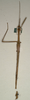 CollectionObject 1558199; NMW 870'''', 13a31690-ac82-468e-a7c2-5ef5cb9bc524: copyright NMW, Vienna. male of synonym Acrophylla phyllocerca (paralectotype). (CollectionObject).