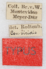 labels (syntype). Depicts CollectionObject 1587124; ba3fa6a4-7811-446c-adf8-ac94d6b9b868, a CollectionObject.
