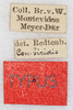 CollectionObject 1587124; ba3fa6a4-7811-446c-adf8-ac94d6b9b868: labels (syntype). (CollectionObject).