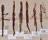 CollectionObject 1561182; ca722f59-5ae0-4d4f-8225-88a048e4085c: copyright NTUC. male, female (syntypes). (CollectionObject).