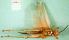 CollectionObject 1501642; aa3cde68-2f9d-45a4-b63a-2b7f87065b57: male, ventral view (syntype of Anthermus comis). (CollectionObject).