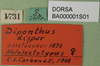 CollectionObject 1501119; b3e0ace3-a74b-4f93-a621-f301c5d7af37, DORSA BA000001S01: labels (lectotype). (CollectionObject).