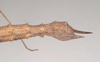 CollectionObject 1559624; NHMUK(SF IMPORT DUPLICATE) 844658, 15df20e6-7784-4c63-aa78-81f965258aae: copyright Natural History Museum, London. female: end of abdomen, lateral view (lectotype). (CollectionObject).