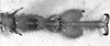 Copiphora brevicauda costaricensis Naskrecki, 2000: male hind tarsus (Costa Rica, Heredia Prov., La Selva). (Otu).