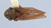 Habitus, dorsal view: (Observation).