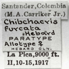 CollectionObject 1525779; 0c50e16e-ee48-43a9-b4f3-d6973111679e: Image C.S. Carbonell. labels (allotype). (CollectionObject).